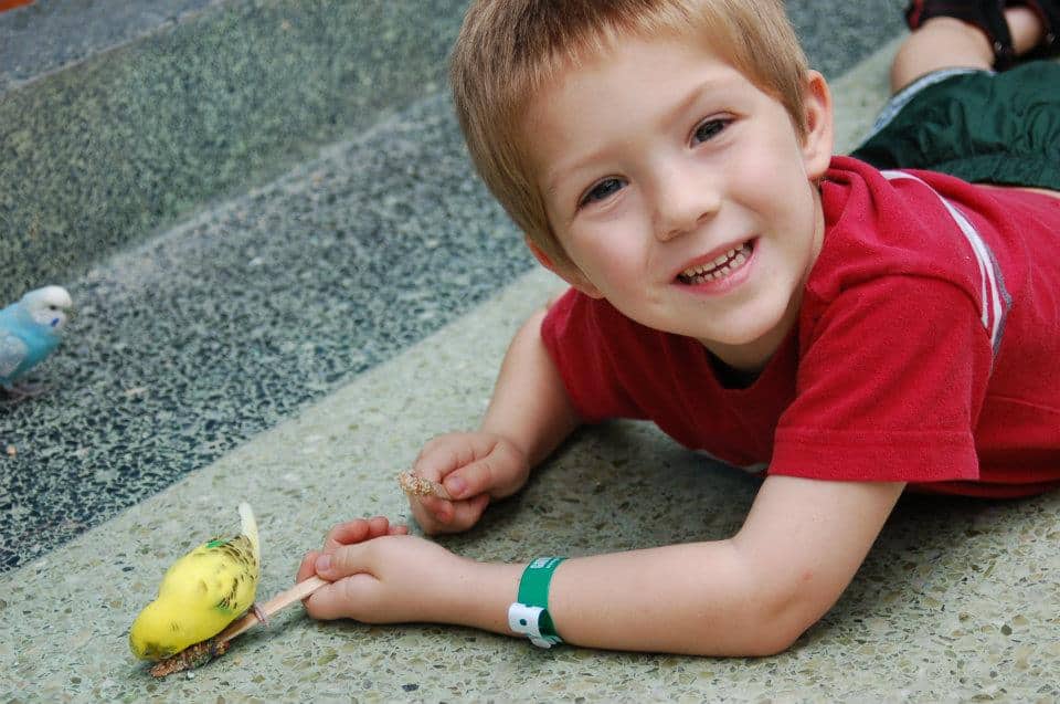 boy feeding birds at Gatorland