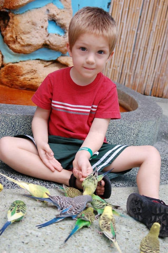 boy feeding parakeets