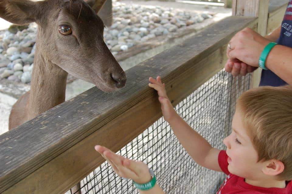 boy feeding deer at zoo