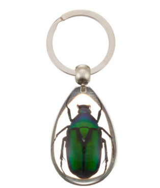 real bug beetle key chain