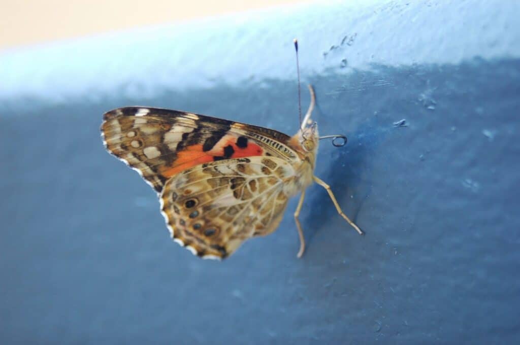 painted lady butterfly