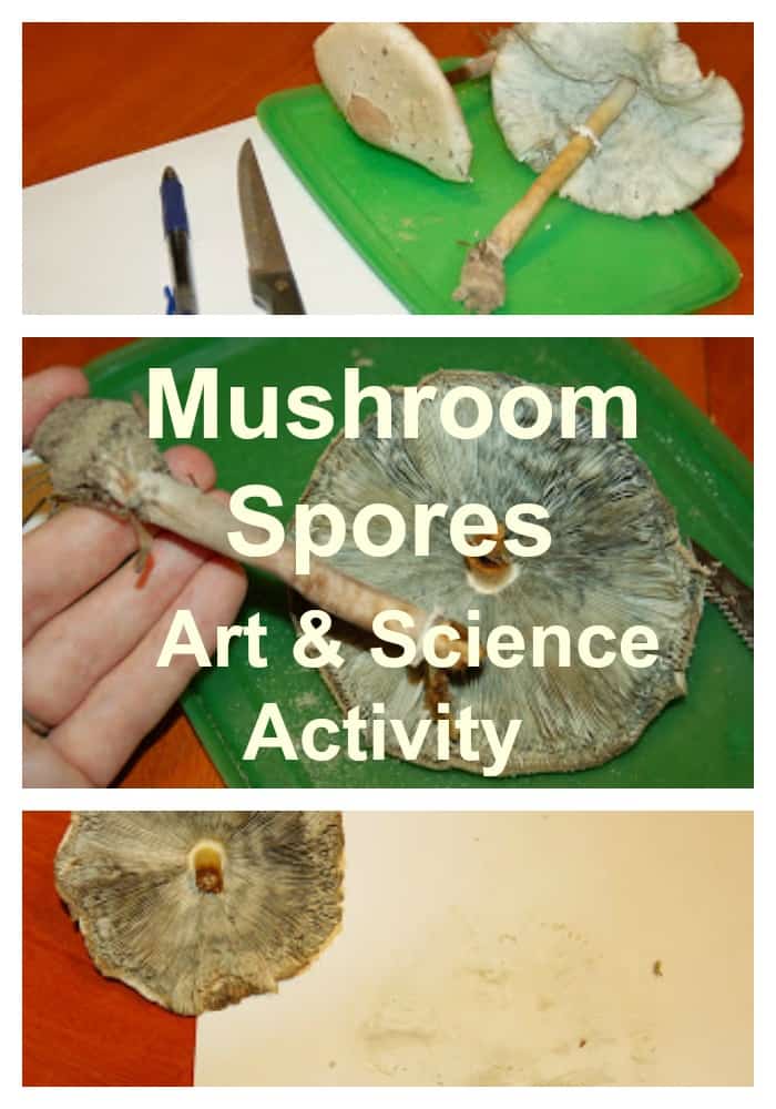 Mushroom Spores Art & Science Activity