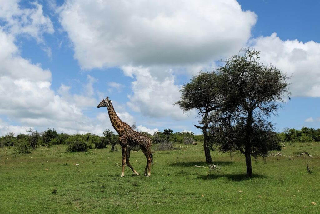 giraffe at Animal Kingdom at Walt Disney World