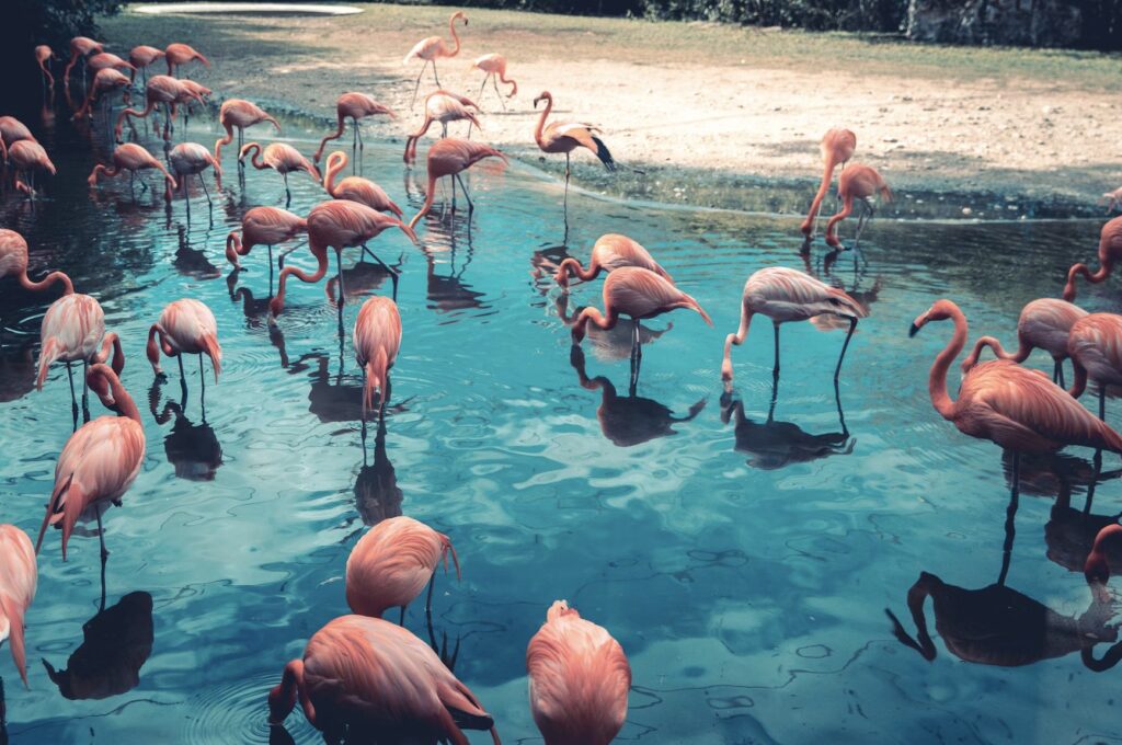 flamingoes at Animal Kingdom at Walt Disney World