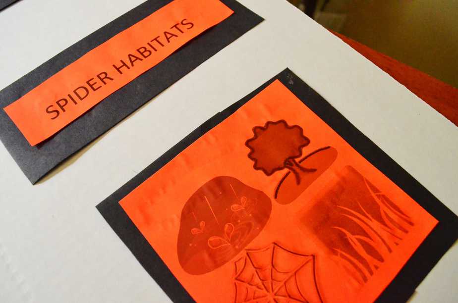 Spider Web Craft for Preschool Kids + Spider Science Fair Project Idea