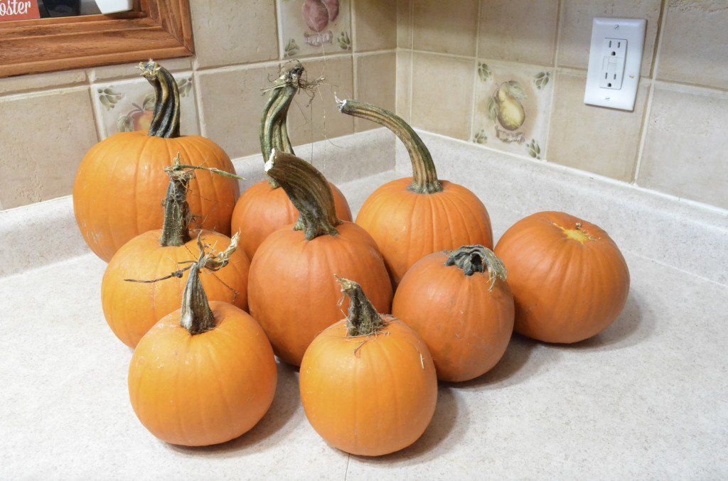 fresh garden pumpkin patch in kitchen