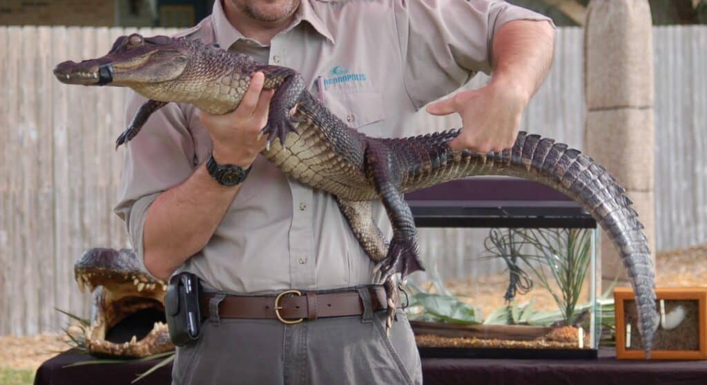 man holding an alligator