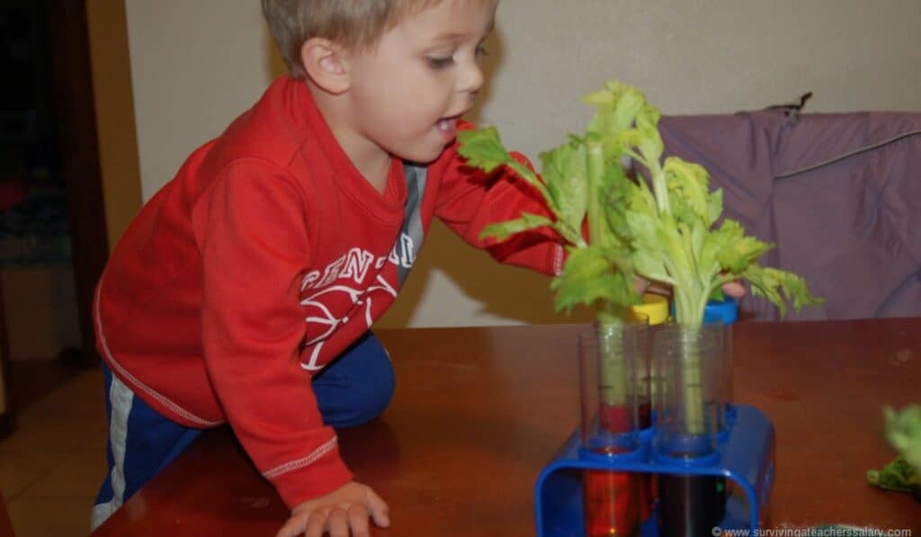 boy putting celery in water