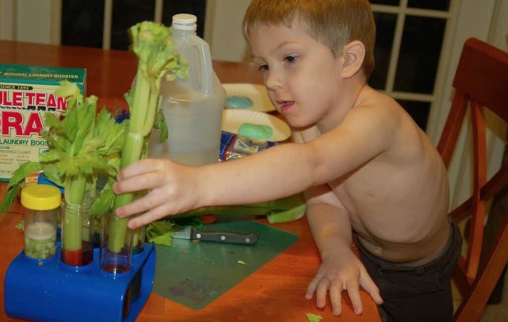 boy putting celery in water