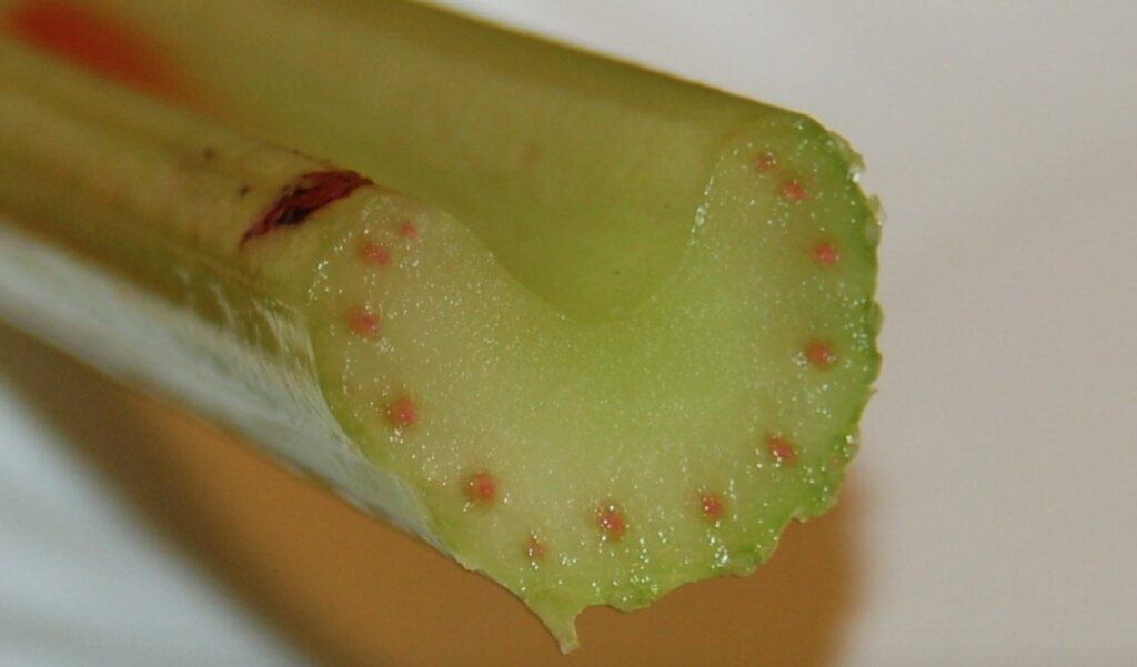 slice of colored celery