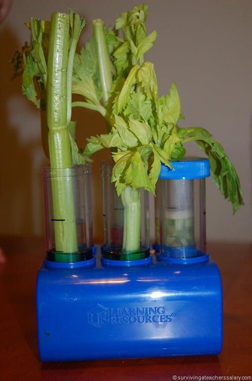 celery in test tubes of water