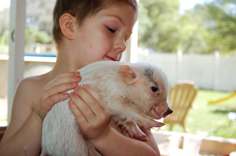 Low Maintenance Pets for Kids that Won’t Break Your Wallet