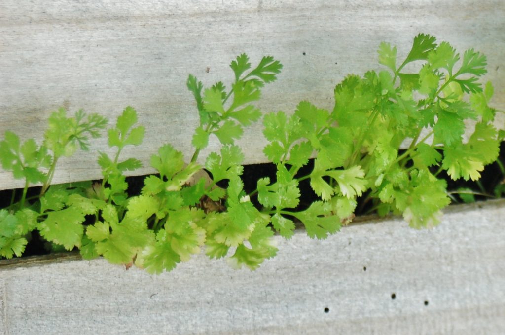 DIY Garden from Recycled Wooden Pallet