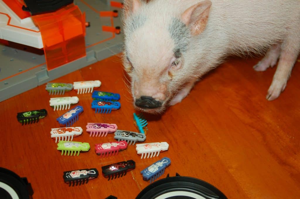 pig with hexbug nano