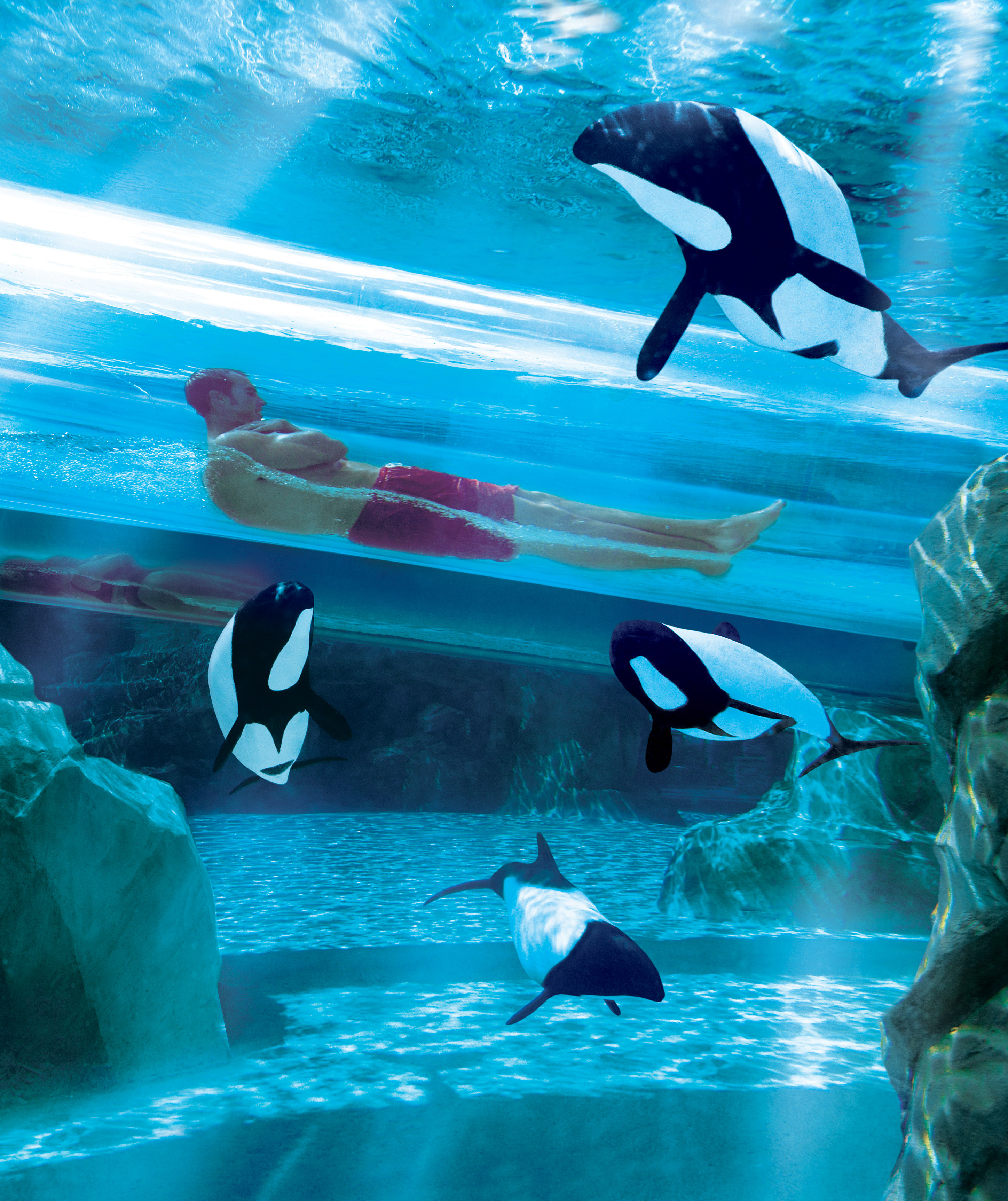 A Day At Discovery Cove Now Includes Admission To Seaworld Orlando Our