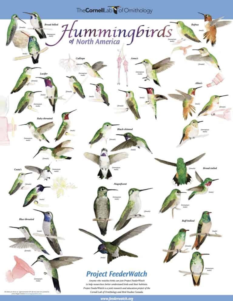 FREE Backyard Birds and Hummingbirds Poster Science