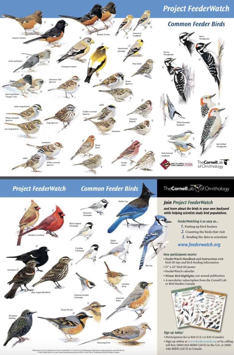 FREE Backyard Birds and Hummingbirds Posters – Science
