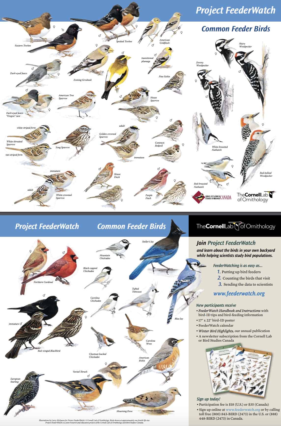 free-backyard-birds-and-hummingbirds-poster-science for Free Printable Images Of Birds FREE Backyard Birds and Hummingbirds Poster - Science for Free Printable Images Of Birds