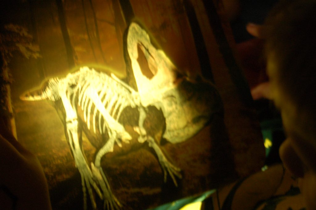 dinosaur xray dinosaur xray card