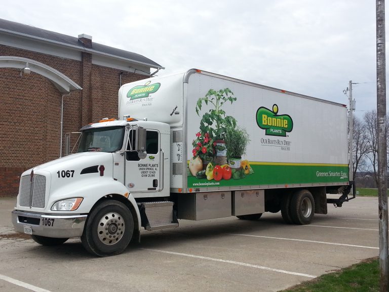 FREE School Cabbage Program for 3rd Grade