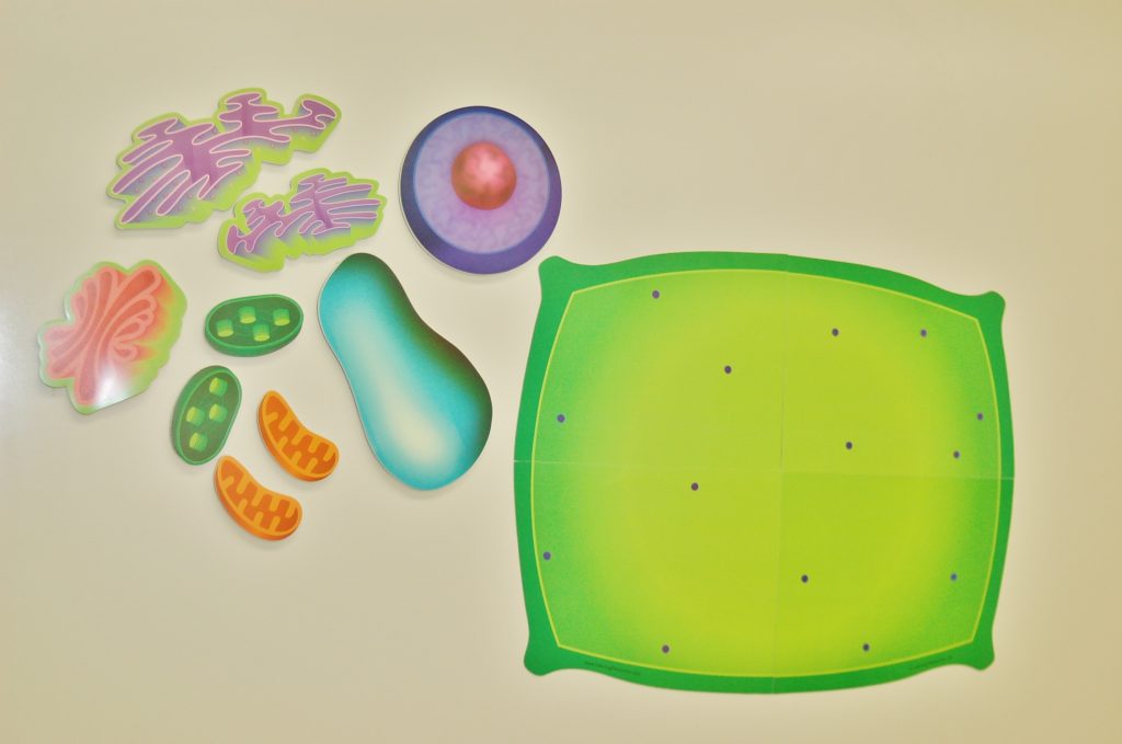 Giant Magnetic Plant Cell by Learning Resources