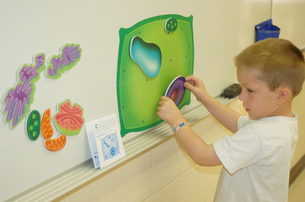 Giant Magnetic Plant Cell by Learning Resources