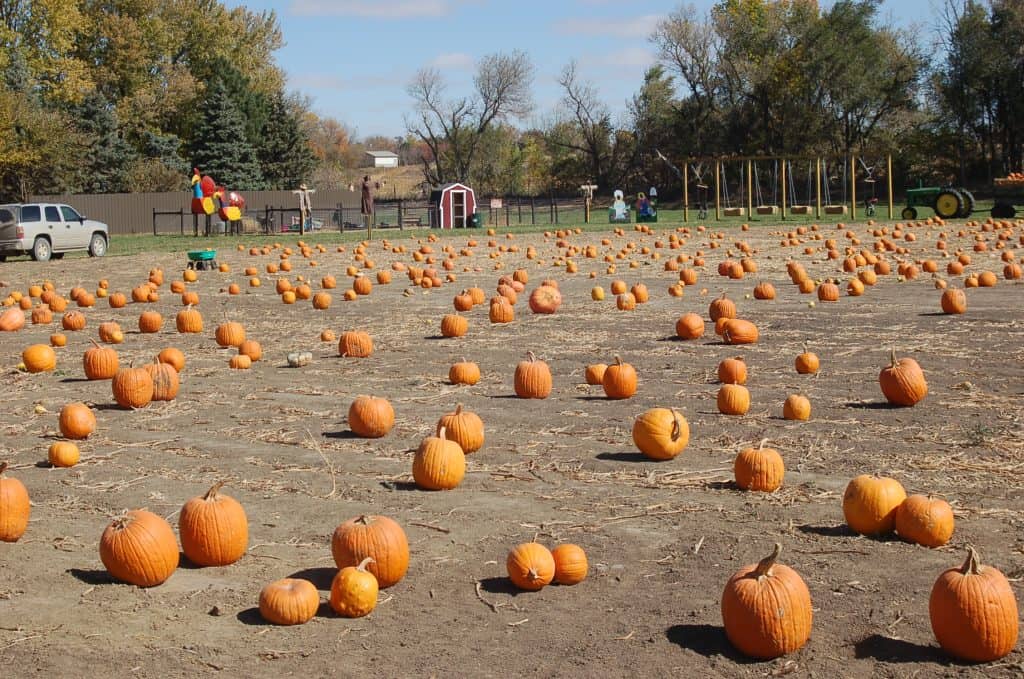 pumpkin farm