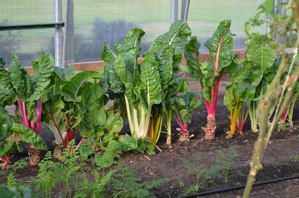 green vegetable garden in Farmtek greenhouse