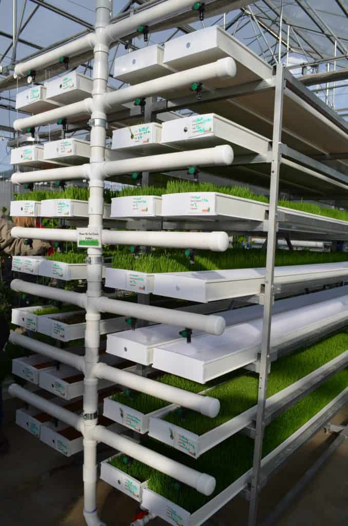 Farmtek hydroponic fodder system in greenhouse