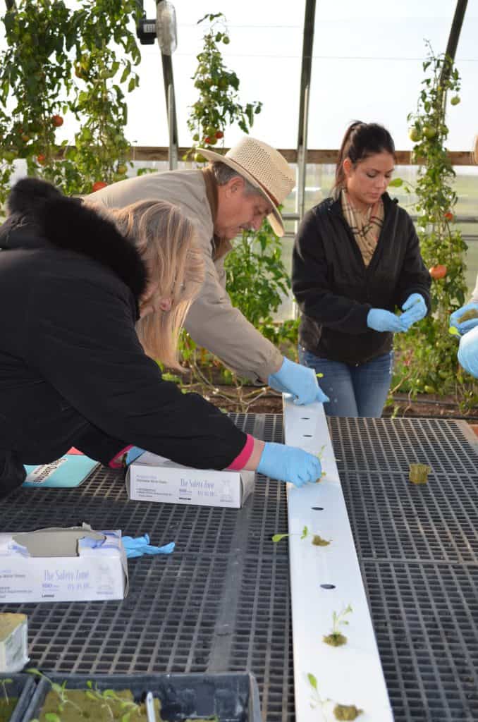 planting sprouts in a hydroponic greenhouse