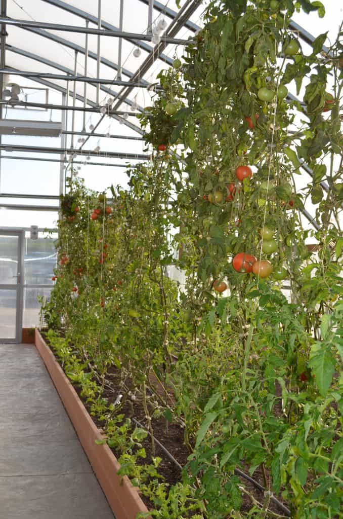 hydroponic tomato plants in Farmtek greenhouse