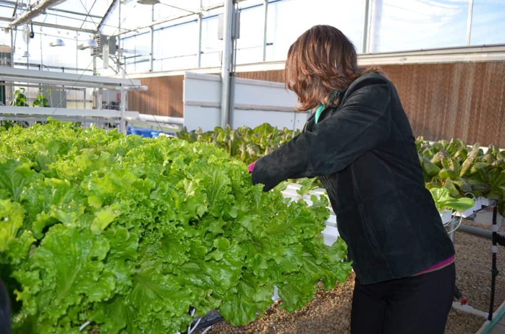 hydroponic lettuce in Farmtek greenhouse 