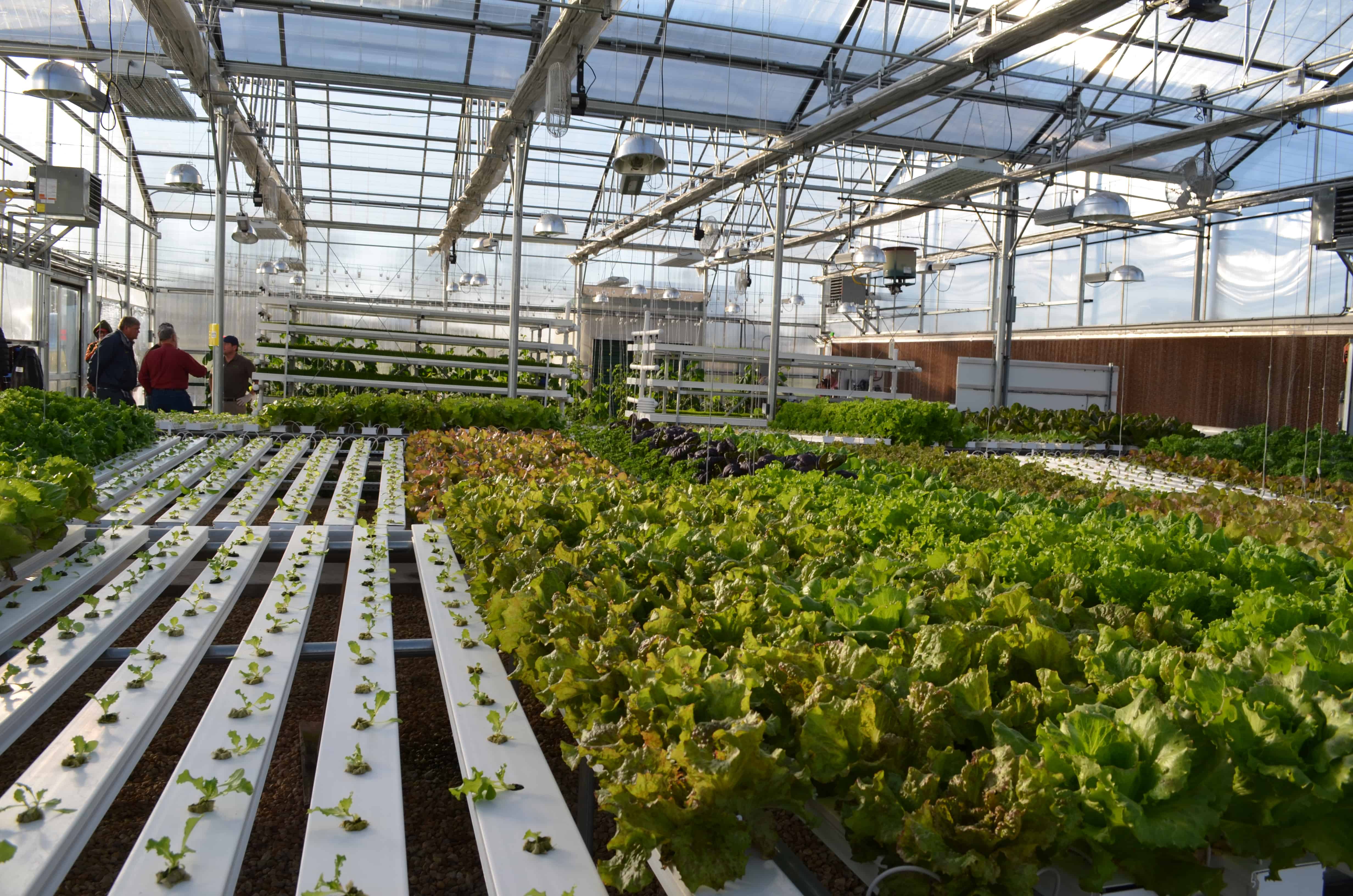 My Trip to the Hydroponics Garden at Farmtek - Surviving A Teacher's Salary