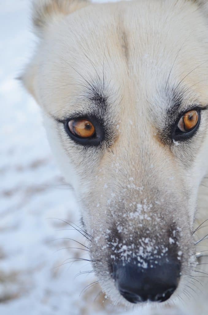 german shepard in snow