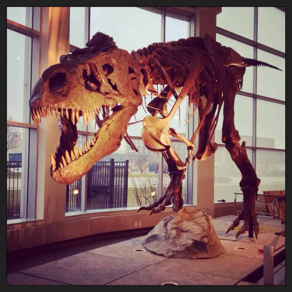 sue trex dinosaur