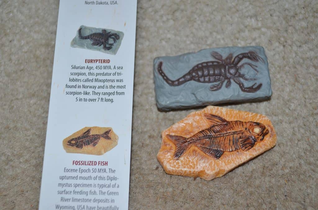 Safari Ltd. Fossils