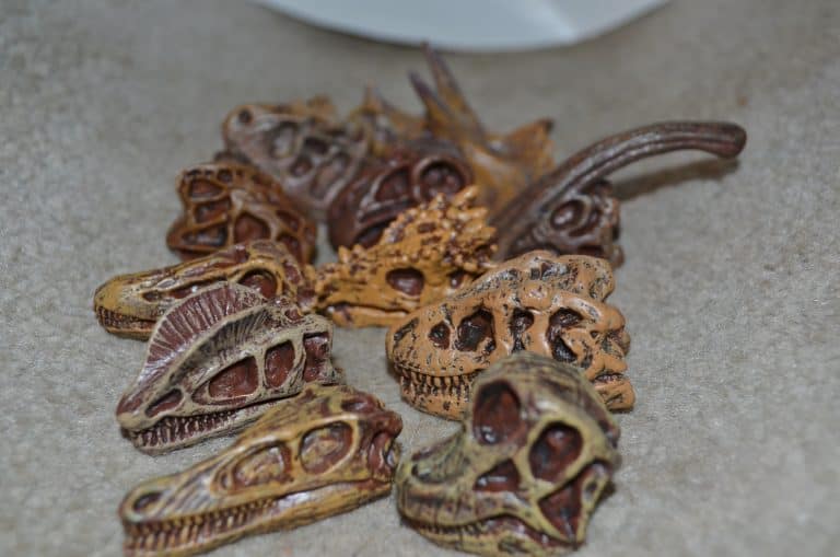 dinosaur skulls toob