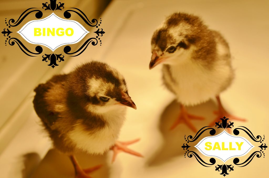 bingo and sally