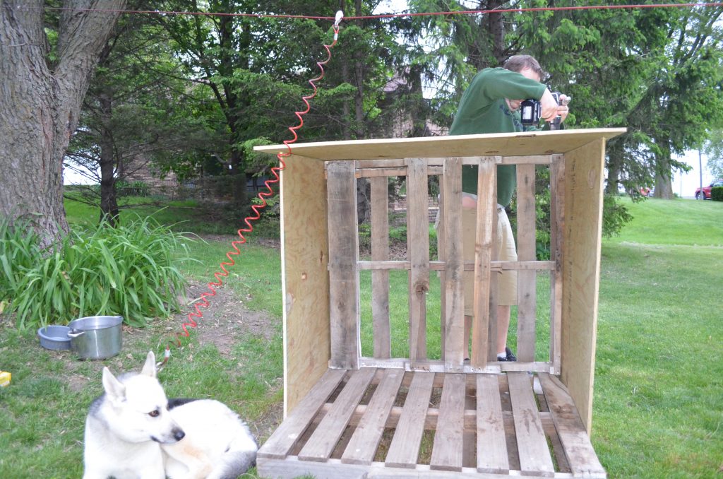 diy dog house