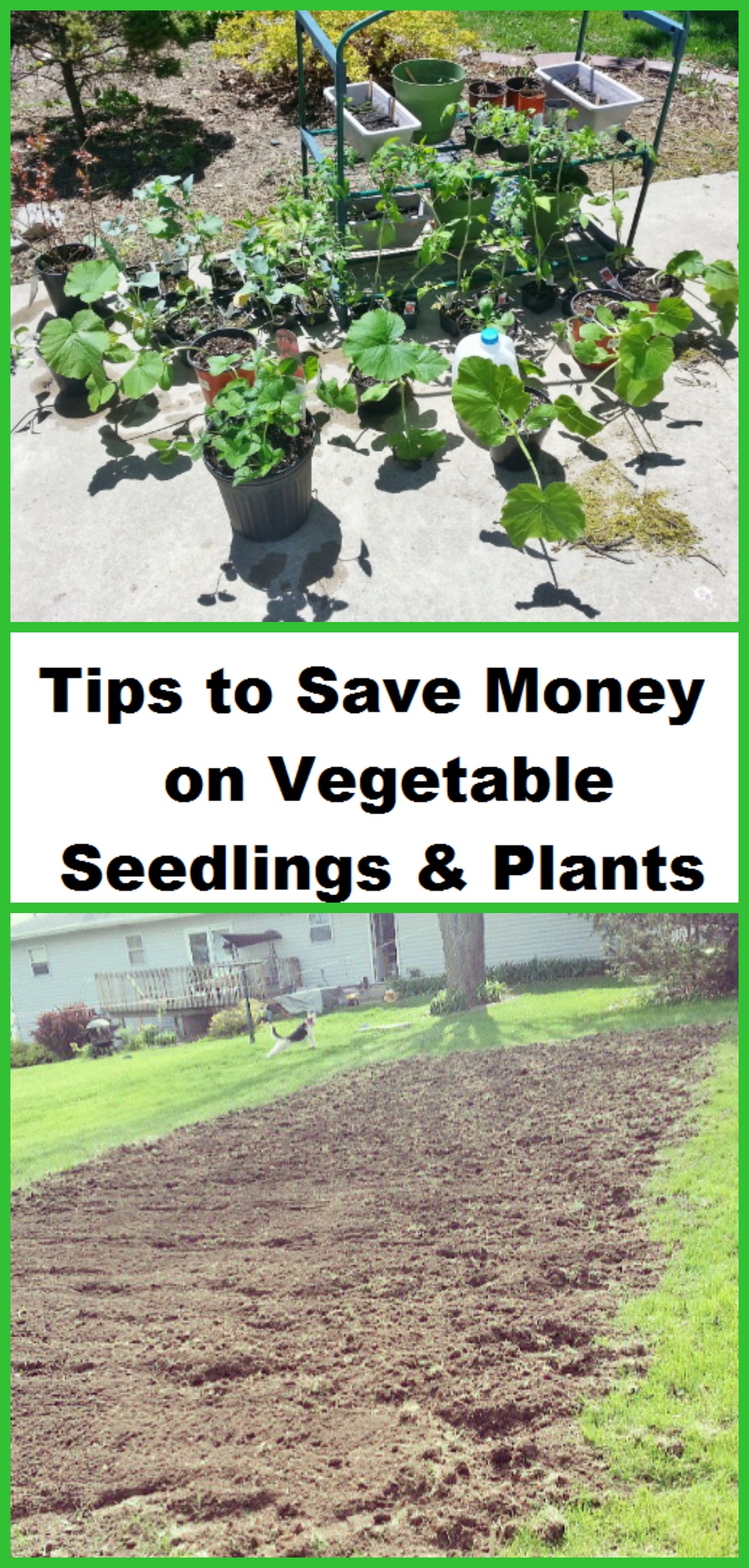 Tips to Save Money on Vegetable Seedlings and Plants