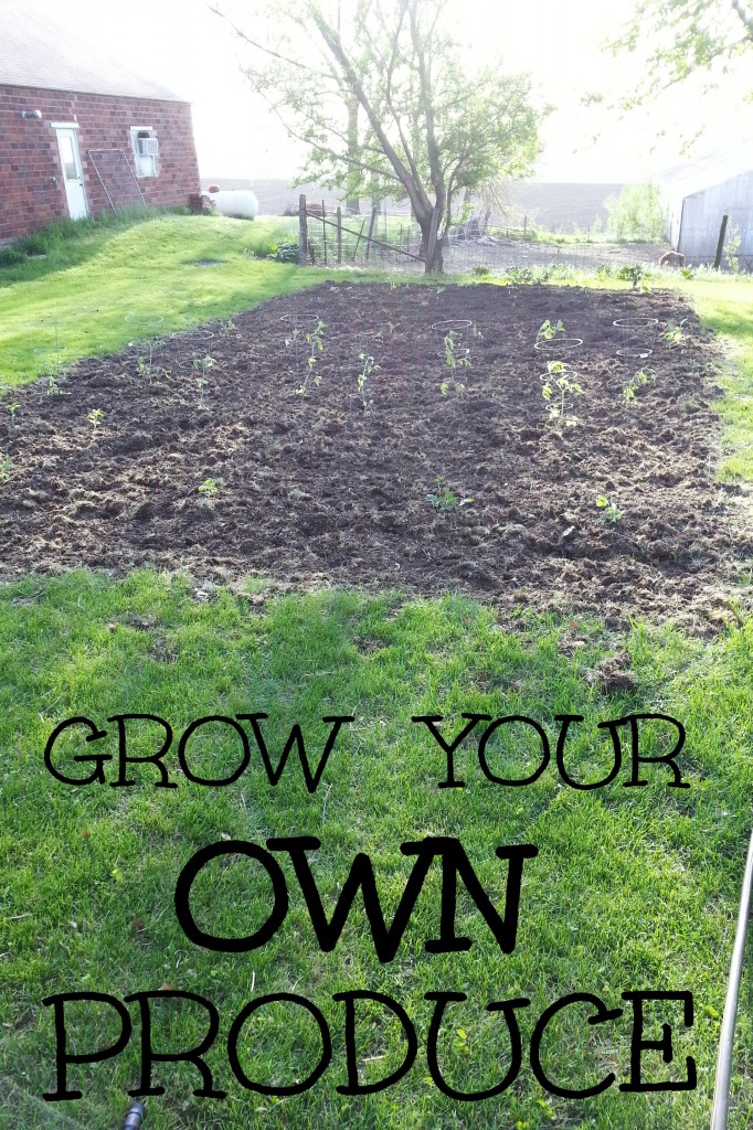 grow your own produce