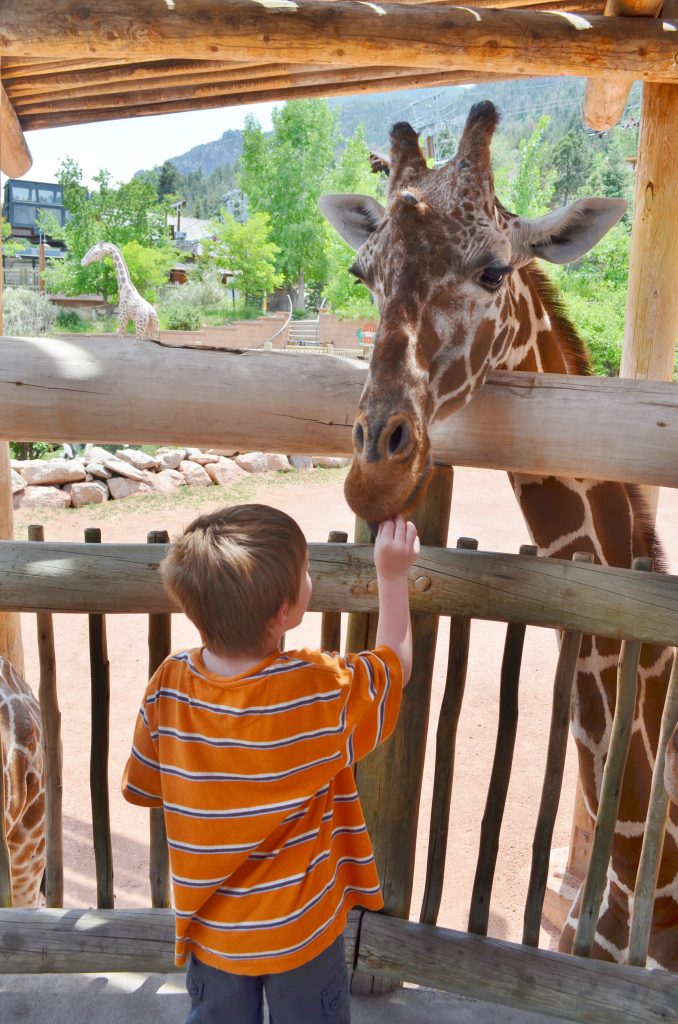 boy feeding giraffe in zoo