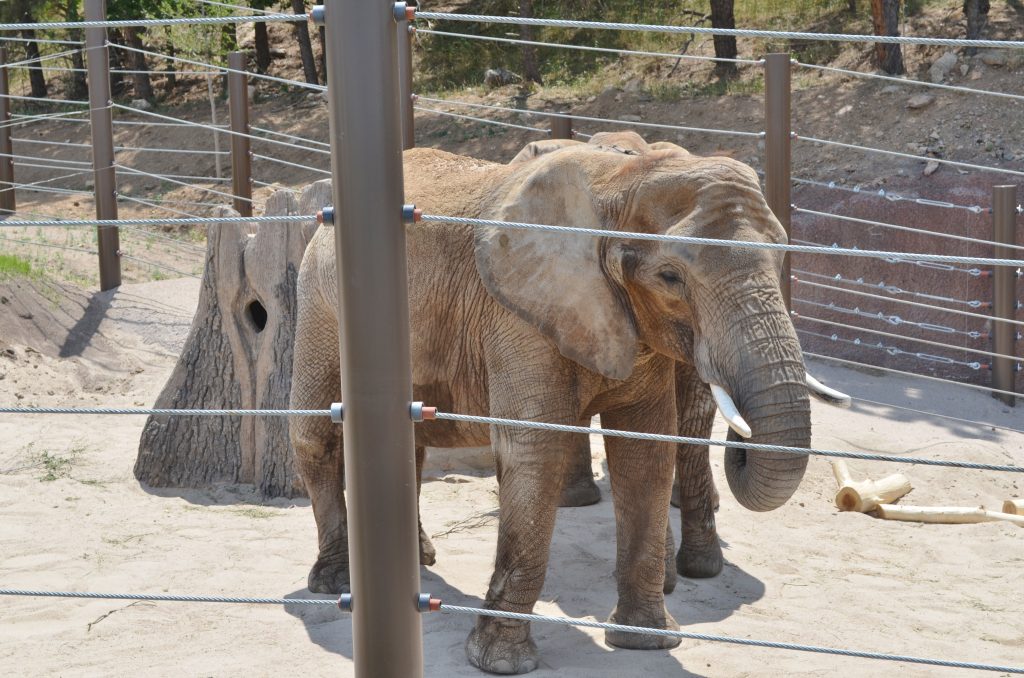 elephants in the zoo