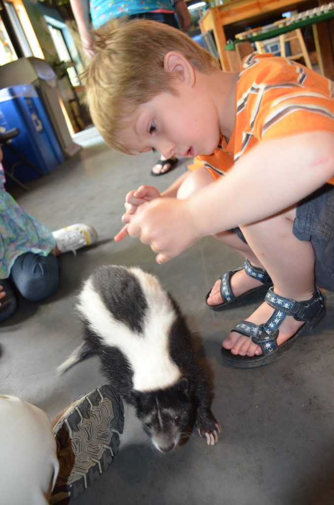 little boy with a skunk at the zoo