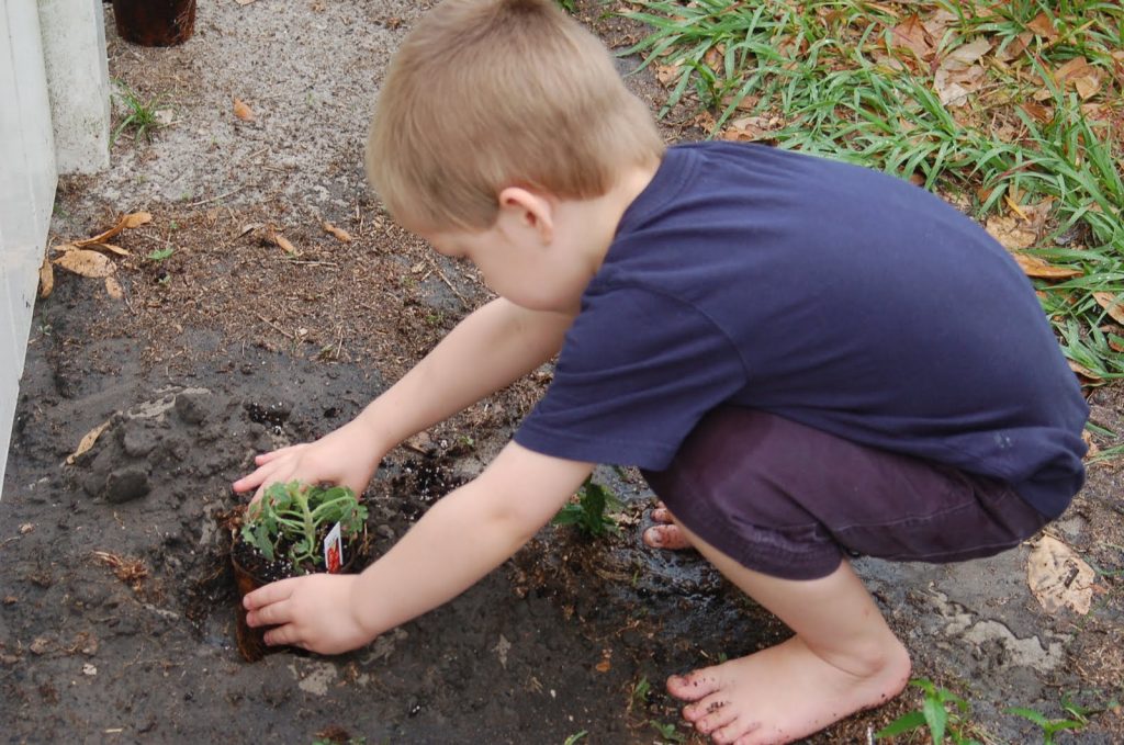 boys planting a garden