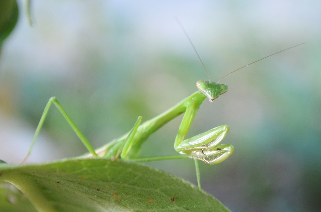 Praying Mantis