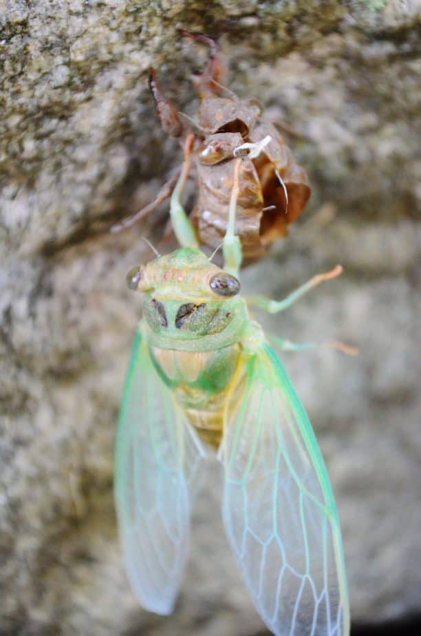 cicada