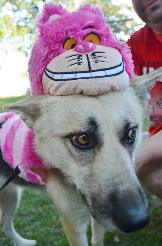 Halloween Dog Costume