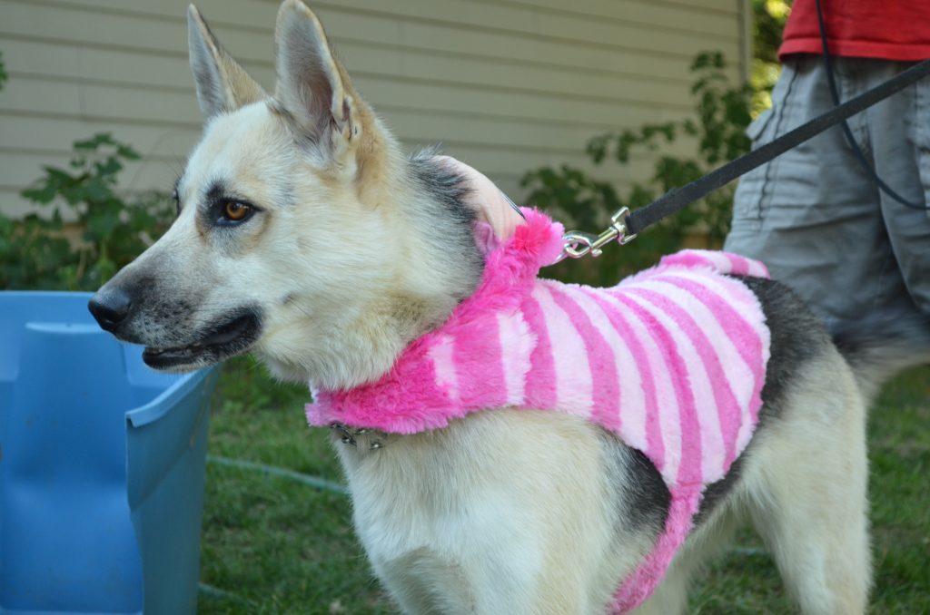 Halloween Dog Costume German Shepherd