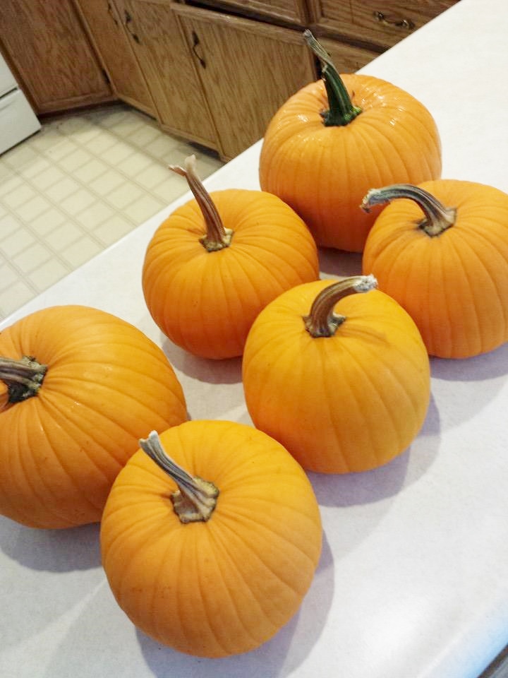 pumpkins 